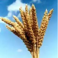 Органічна пшениця (озима)